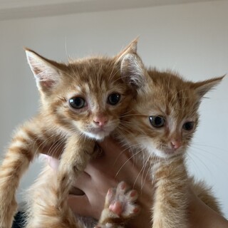 兄妹の茶トラ♡ラウくん、レアちゃん