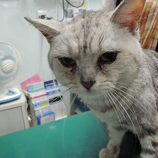 アメリカンショートヘアー　小柄で甘えん坊です