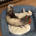 3匹とも引き取ってくださる方を探しています