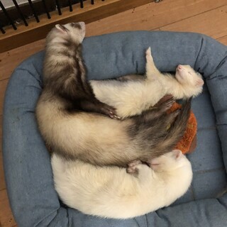 3匹とも引き取ってくださる方を探しています