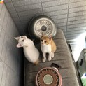 ★募集一時停止★茶色の女の子