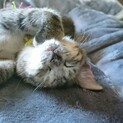 甘えまくりの美人猫　しのぶちゃん