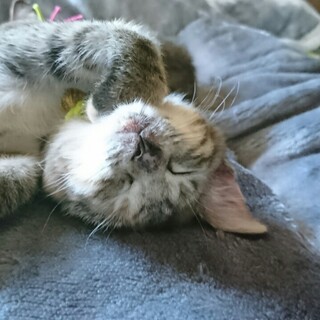 甘えまくりの美人猫　しのぶちゃん