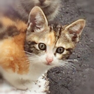 かわいい三毛ちゃん