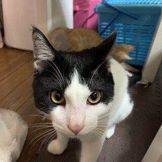 再投稿です！ 可愛いはちわれくん