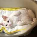 【募集停止中】★里親様急募★白に茶柄の女の子