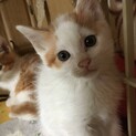 茶白男の子　里親さん決定‼︎