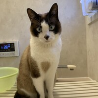あかり
