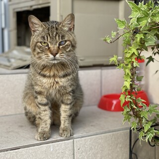 人が大好き！とても性格のいいオス猫です。