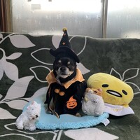夢ちゃん