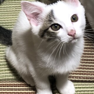 和柄仲良し兄姉妹の、男の子　リーチくん