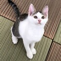 【譲渡決定】仲良し兄姉妹の女の子、マイちゃん
