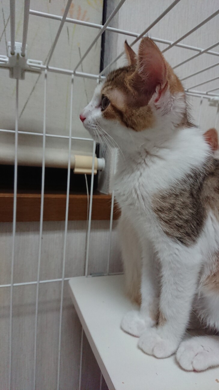 元気な仔猫やくちゃん募集 群馬県 猫の里親募集 ペットのおうち 月間利用者150万人