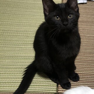 ＜譲渡決定＞仲良し兄妹末っ子　琴ちゃん