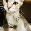おてんば女の子の里親募集