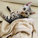 1歳半血統書つきベンガル猫の里親募集