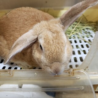 オスのロップイヤー