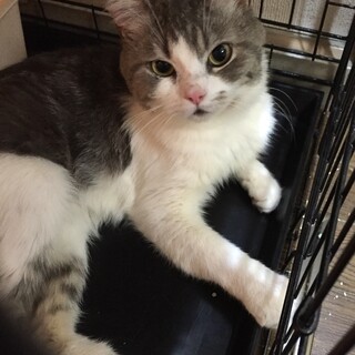 人が大好きな男の子(推定2〜3才)