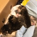 赤ちゃん猫を保護しました