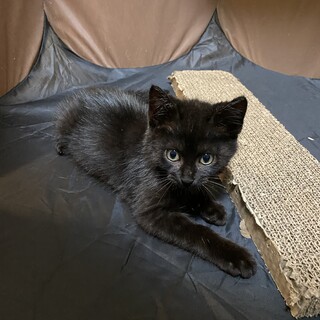 募集一時中止　生後2ヶ月過ぎのリンちゃん