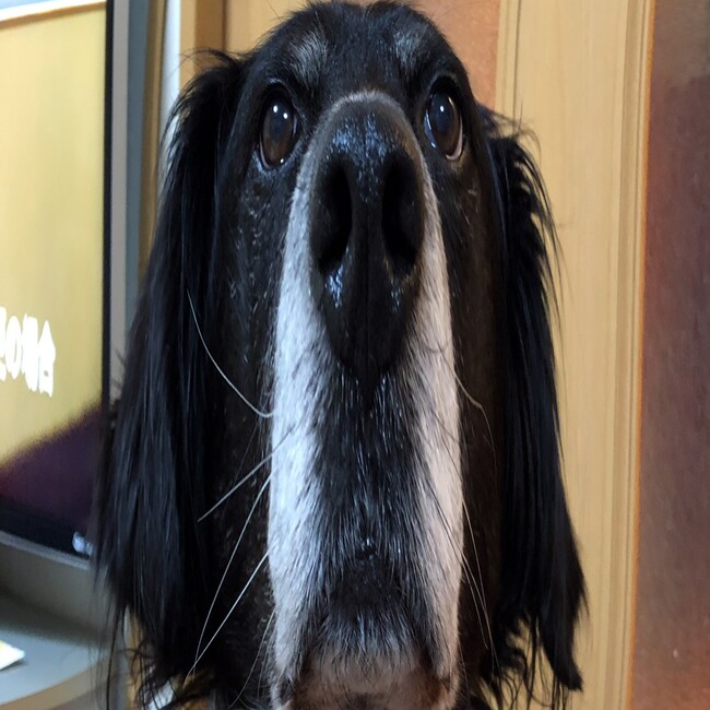 チェイスの飼い主のカバー写真