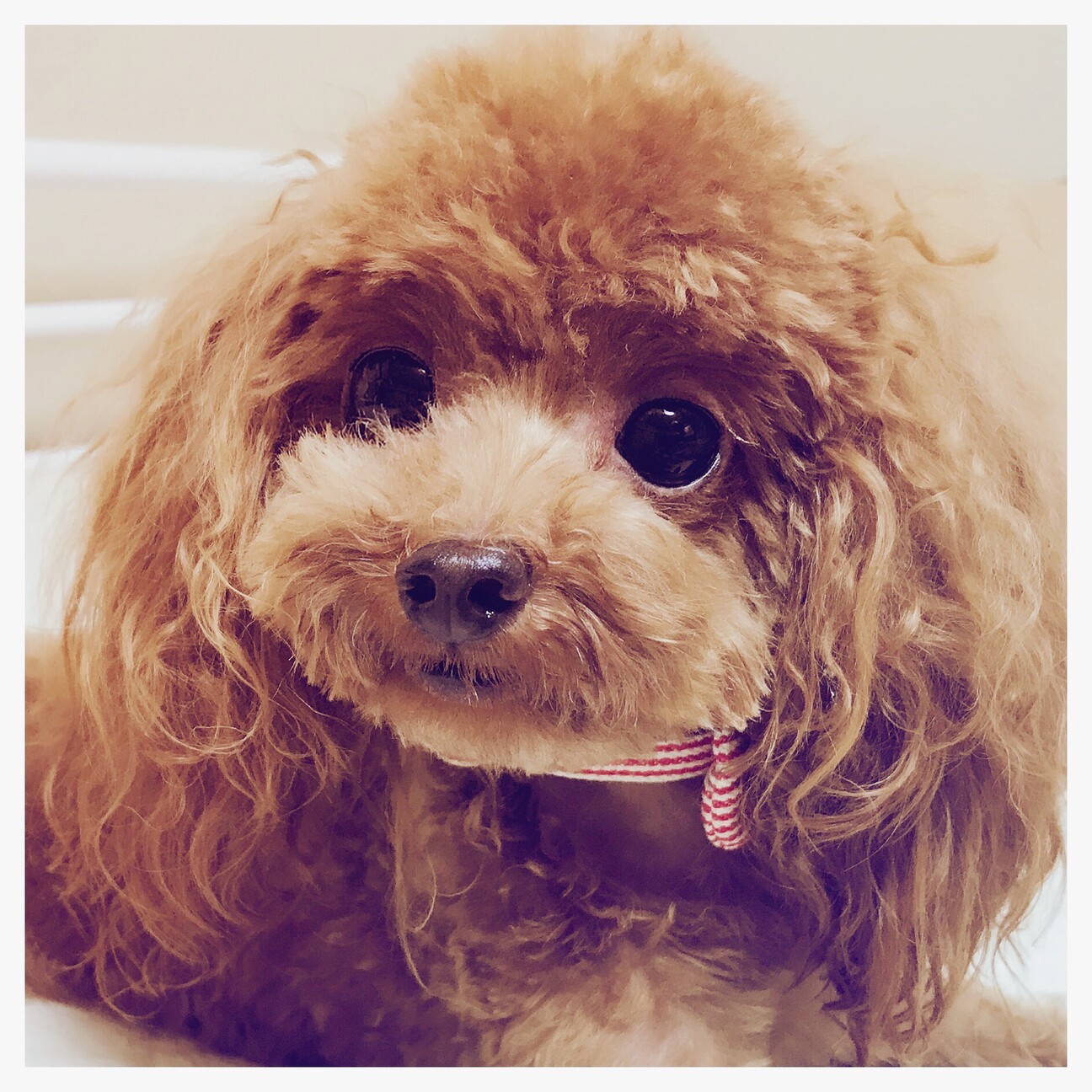 トイプードル レッド 埼玉県 犬の里親募集 ペットのおうち 月間利用者150万人