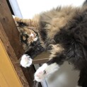 里親様見つかりました