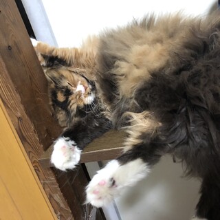 里親様見つかりました