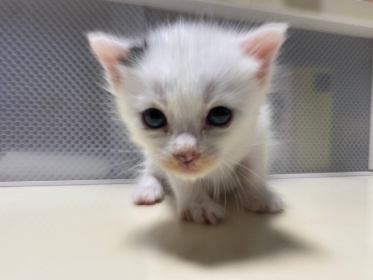 食べちゃいたいぐらい可愛 愛知県 猫の里親募集 ペットのおうち 月間利用者150万人