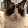 Mikit