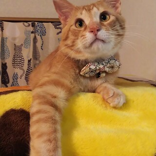 ずっとのおうち決定(*^^*)ういろーくん☆