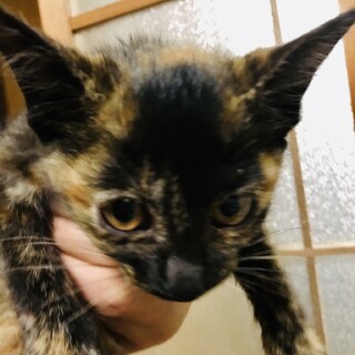 【生後一ヶ月半・サビ柄♀】の里親募集