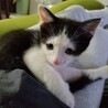 ベタなれ、人が大好きな子猫です。 サムネイル2