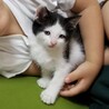 ベタなれ、人が大好きな子猫です。 サムネイル3