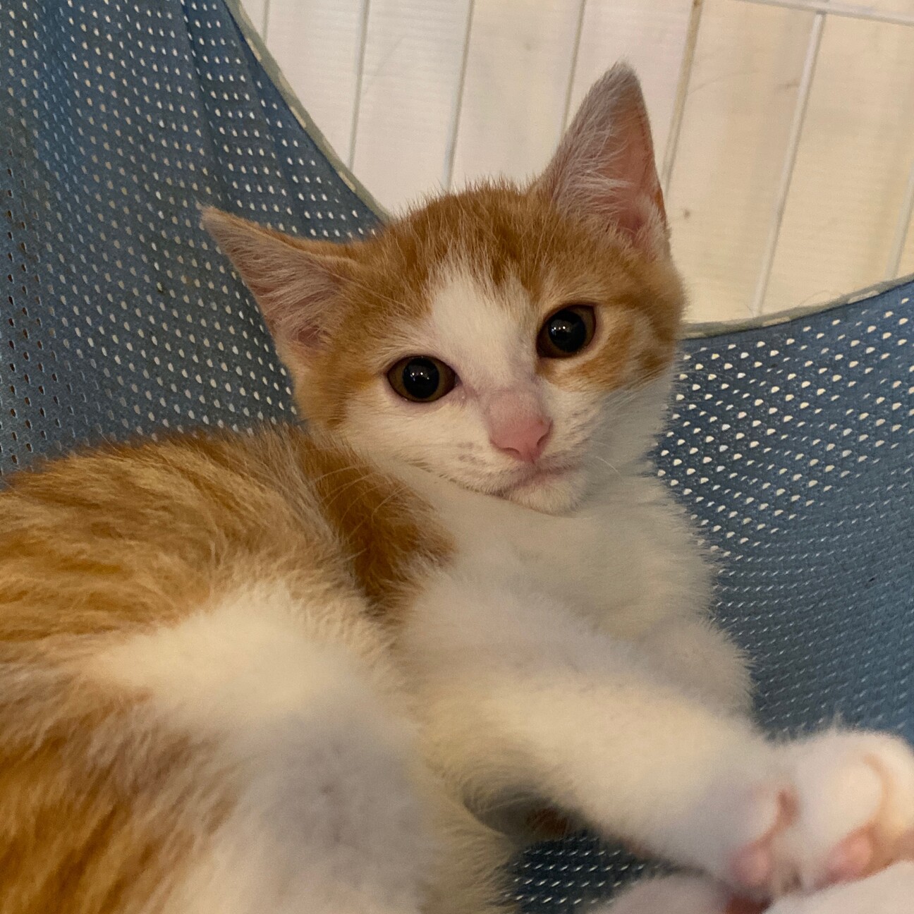 2か月 かわいい茶白のお 東京都 猫の里親募集 ペットのおうち 月間利用者150万人