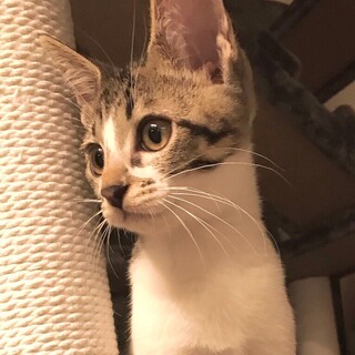 募集一時停止人馴れ猫馴れ可愛いキジ白男子★みずき
