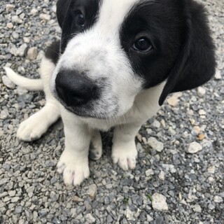 可愛い赤ちゃんの里親募集しています