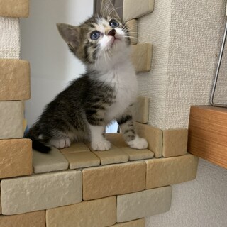 【お話中】ふわふわキジ白ちゃん