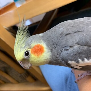 応募者多数のため、一時中止、オカメインコ 3羽