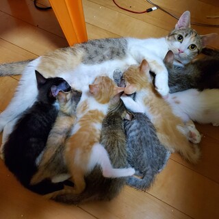 2020年5月4日＆5月8日生まれの子猫たちです③