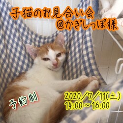 7/11子猫のお見合い会開催します@第二弾！