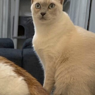 〇1歳半トンキニーズの女の子〇