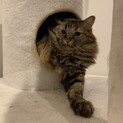 小柄な猫の親子