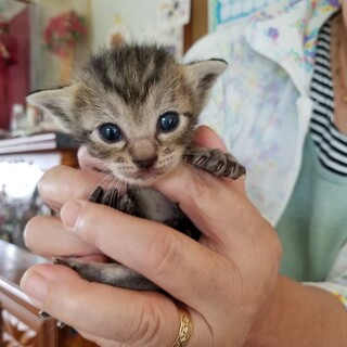 可愛いキジトラちゃん