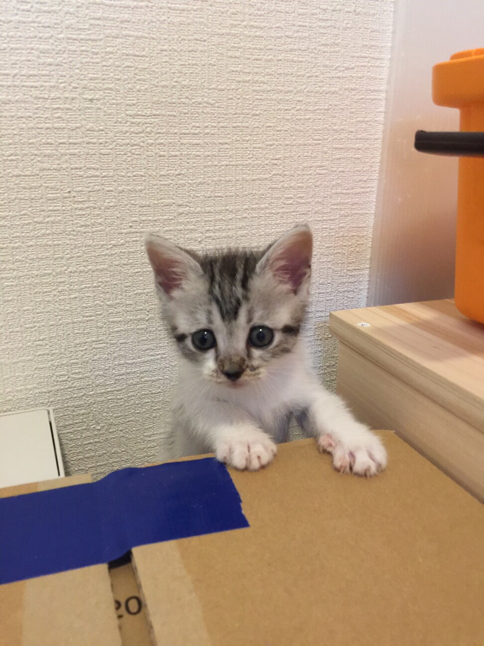 女子力高め 可愛い子猫 愛知県 猫の里親募集 ペットのおうち 月間利用者150万人