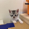 女子力高め　可愛い子猫