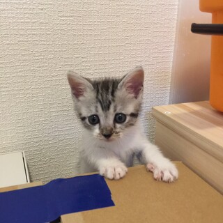 女子力高め　可愛い子猫