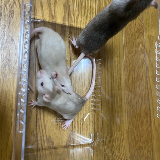 ファンシーラットの赤ちゃん