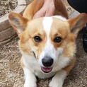 4歳のコーギー男の子
