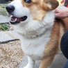 4歳のコーギー男の子 サムネイル3